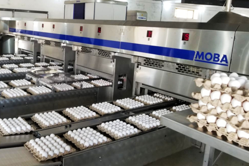 Islamabad Eggs Processing